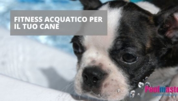 Mantieni il tuo Cane in Forma con il Divertimento in Piscina!