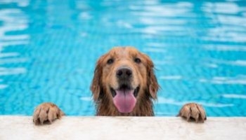 Cane in acqua: benefici e sicurezza nella tua piscina