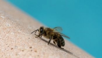 Come allontanare le api dalla piscina: soluzioni efficaci