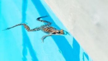 Girini in piscina: come rimuoverli efficacemente e prevenirli