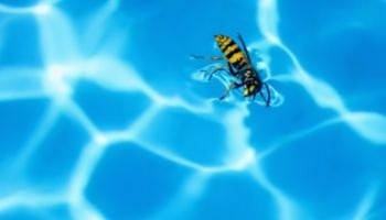 Vespe in piscina? Ecco come allontanarle