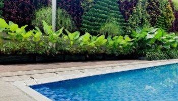 Progettare un giardino verticale vicino alla piscina: consigli pratici
